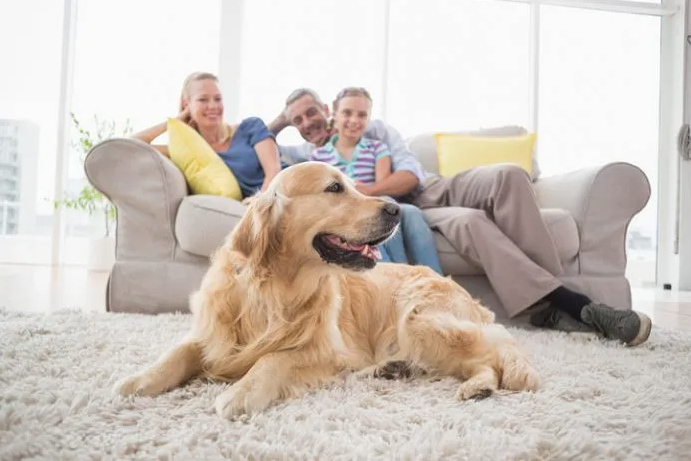 Tricks to Make Your Home Safe for Pets