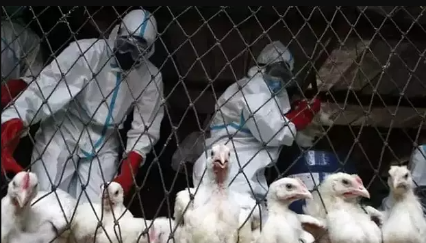 Is the next pandemic looming? What danger the bird flu virus poses