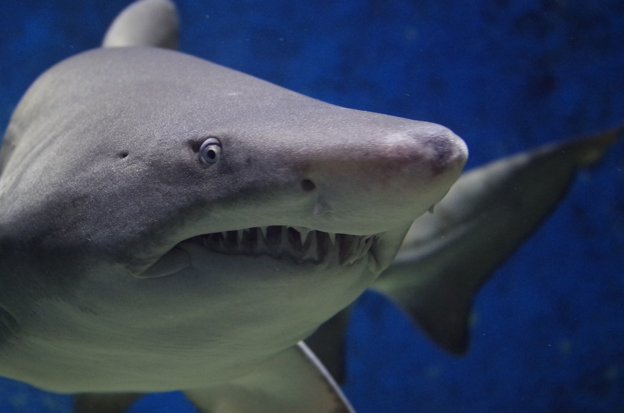 Florida sharks are suspected of eating discarded bales of cocaine