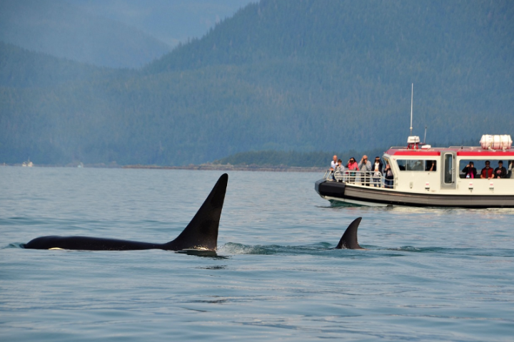 New defense against killer whale attacks: Heavy metal