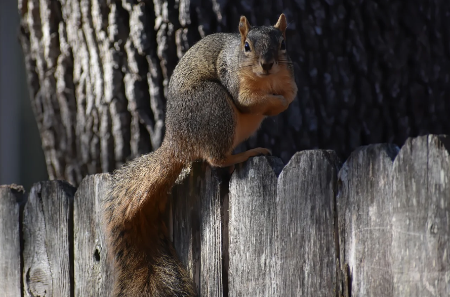 Squirrels damaging historic wooden buildings to be culled in Japan