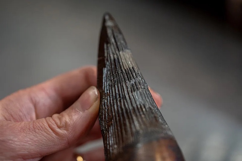 150 Million Year Old 'Sea Monster' Found in England 5