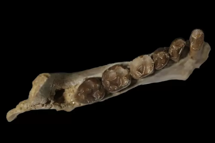 Ancient Primates' Teeth Show They Ate Mostly Fruit