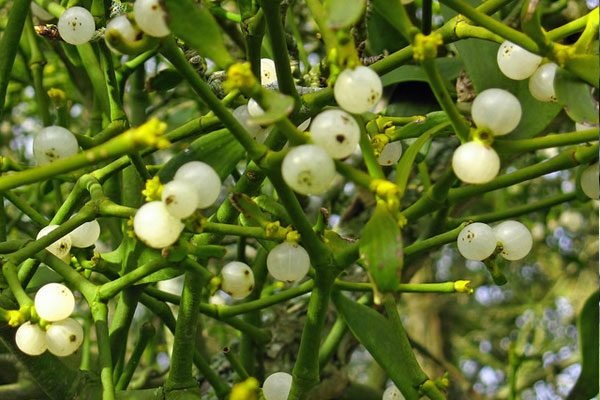 The surprising effect of mistletoe growing in Turkey on heart health: Reduces high blood pressure