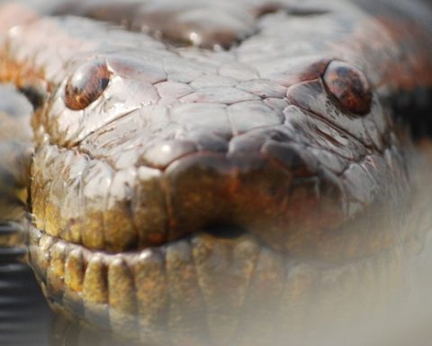 New research reveals two distinct green anaconda species