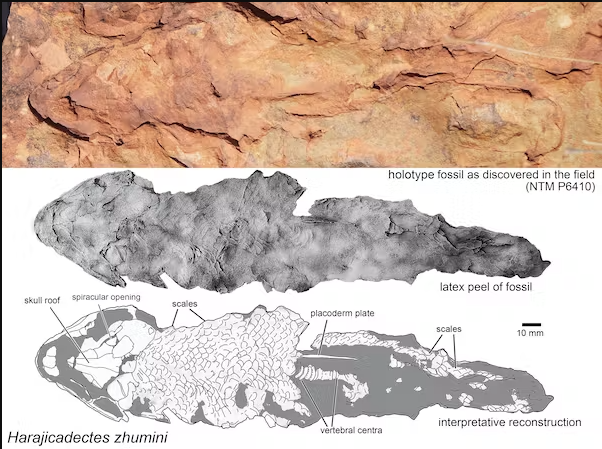 Discovery of Harajicadectes zhumini: Unraveling the Enigmatic Past of Central Australian Rivers 1