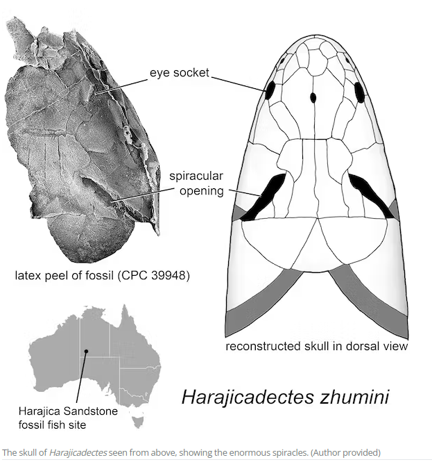 Discovery of Harajicadectes zhumini: Unraveling the Enigmatic Past of Central Australian Rivers 2