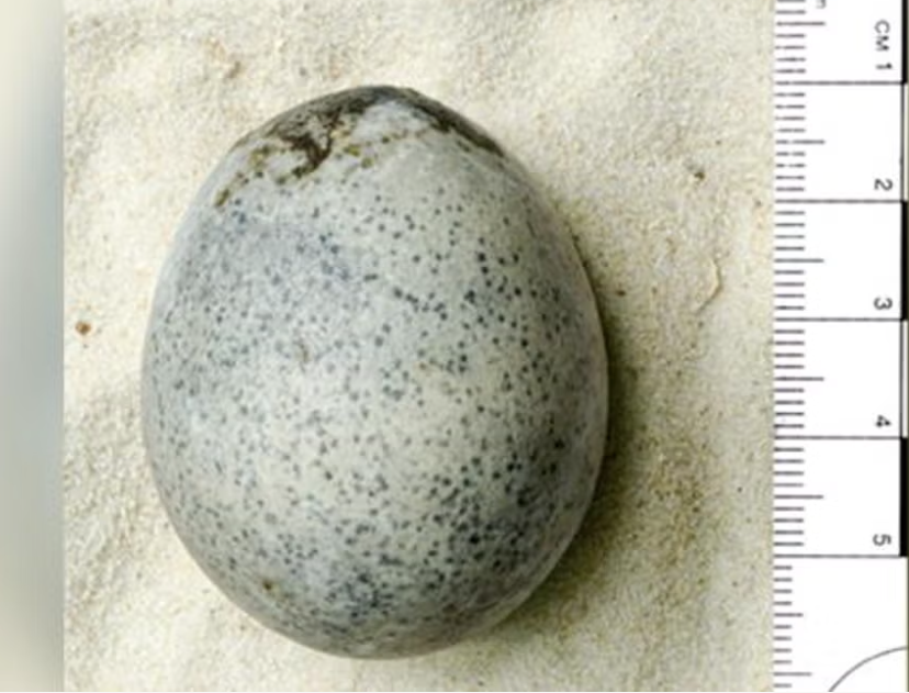 1.700 yıl önce yumurtlanmış 'dünyadaki ilk' bozulmamış Roma yumurtası keşfedildi
