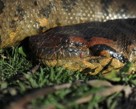 A New Giant Anaconda Species Discovered in the Amazon!