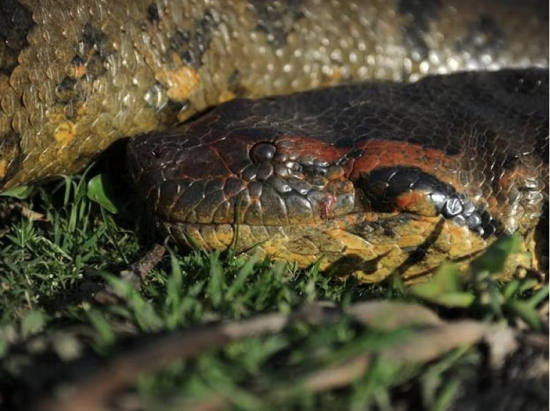 A New Giant Anaconda Species Discovered in the Amazon!
