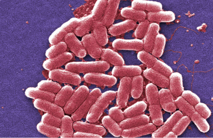Scientists develop new synthetic antibiotic effective against drug-resistant bacteria