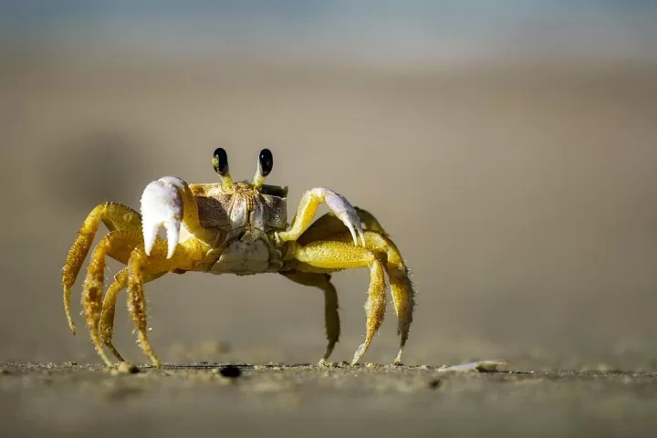 Europe is under a crab invasion: They lay 1 million eggs at a time