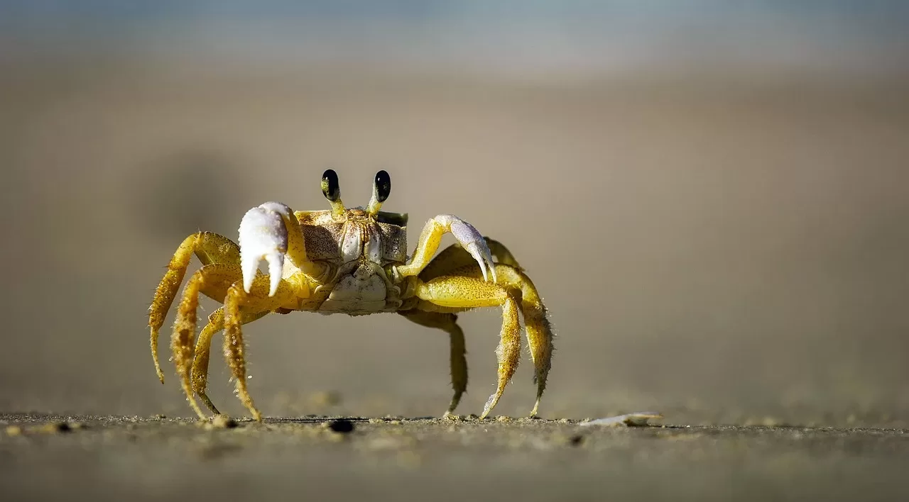 Europe is under a crab invasion: They lay 1 million eggs at a time