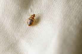 Bedbugs in Britannia: Unveiling Ancient Hygiene Surprises from Roman Vindolanda