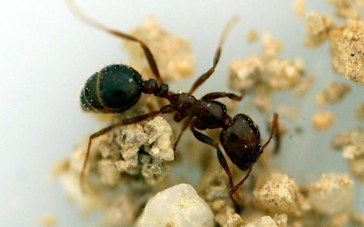 Australia's $1 billion budget to fight red fire ants