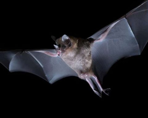 Neurobiology: Bats Process Meaningful Sounds Differently in Brainstem