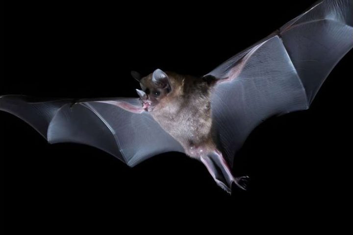Neurobiology: Bats Process Meaningful Sounds Differently in Brainstem