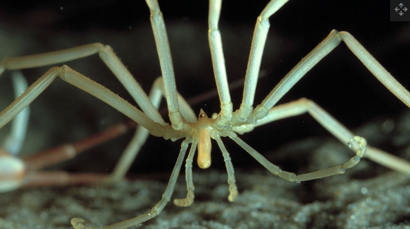 Antarctic Sea Spiders: Unraveling the Enigma of Egg Care After 140 Years