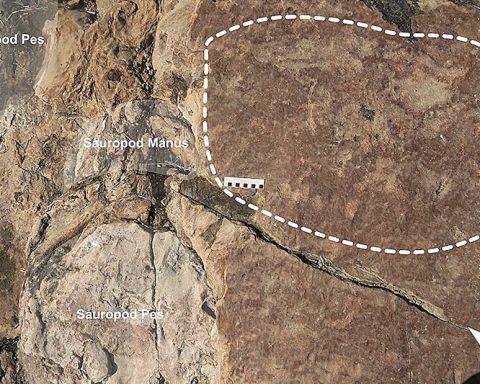 Dinosaur Footprints Inspired Ancient People in Brazil