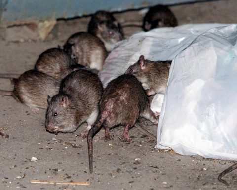 Rat urine crisis in New York: Record number of cases