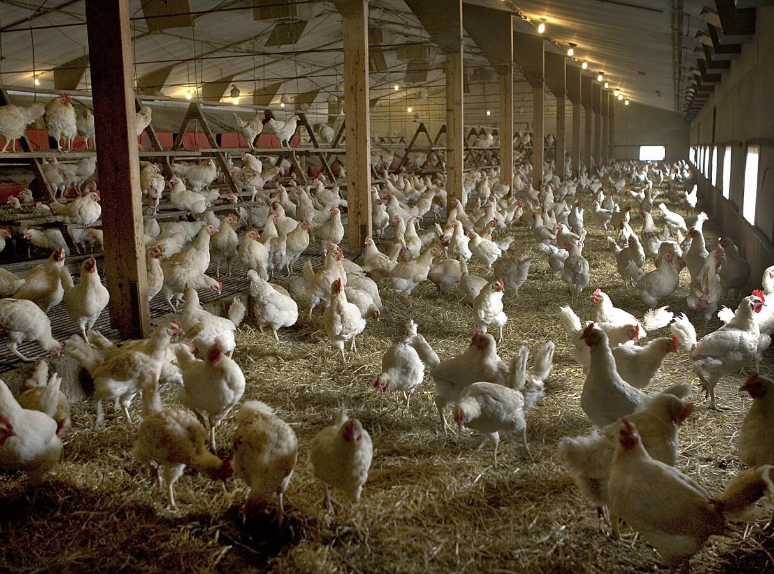 WHO: Transmission of avian influenza to humans of enormous concern